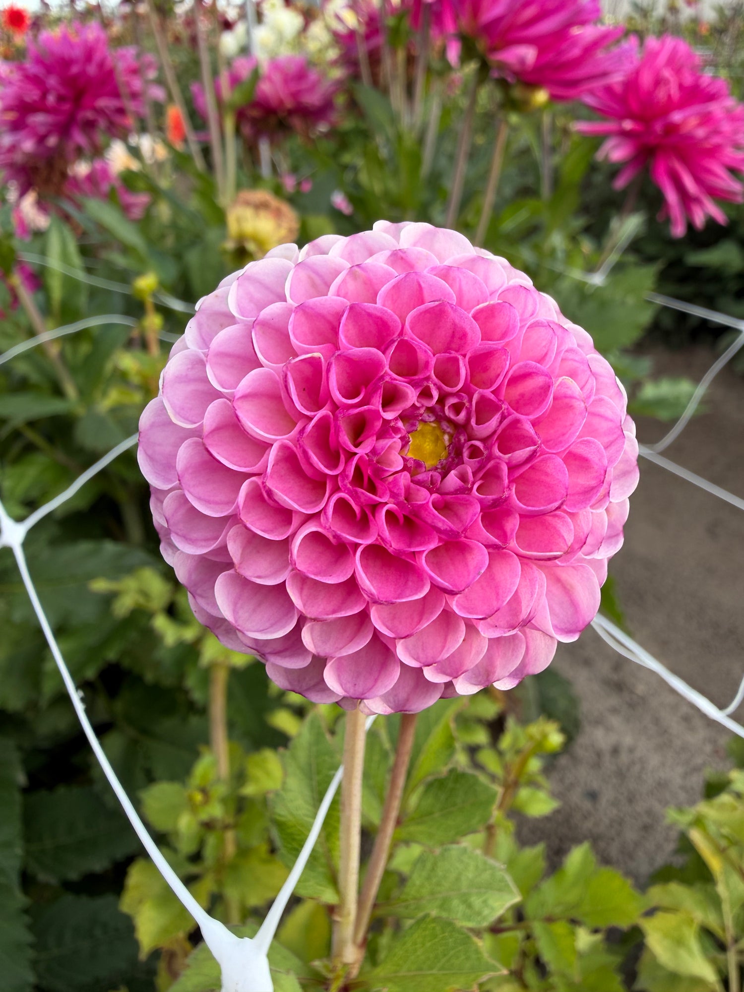 Dahlia Zippity Do Da