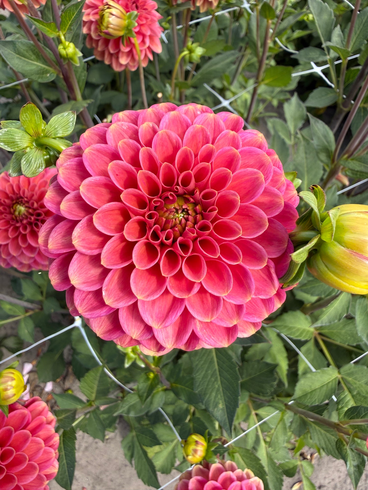 Dahlia Zundert Mystery Fox