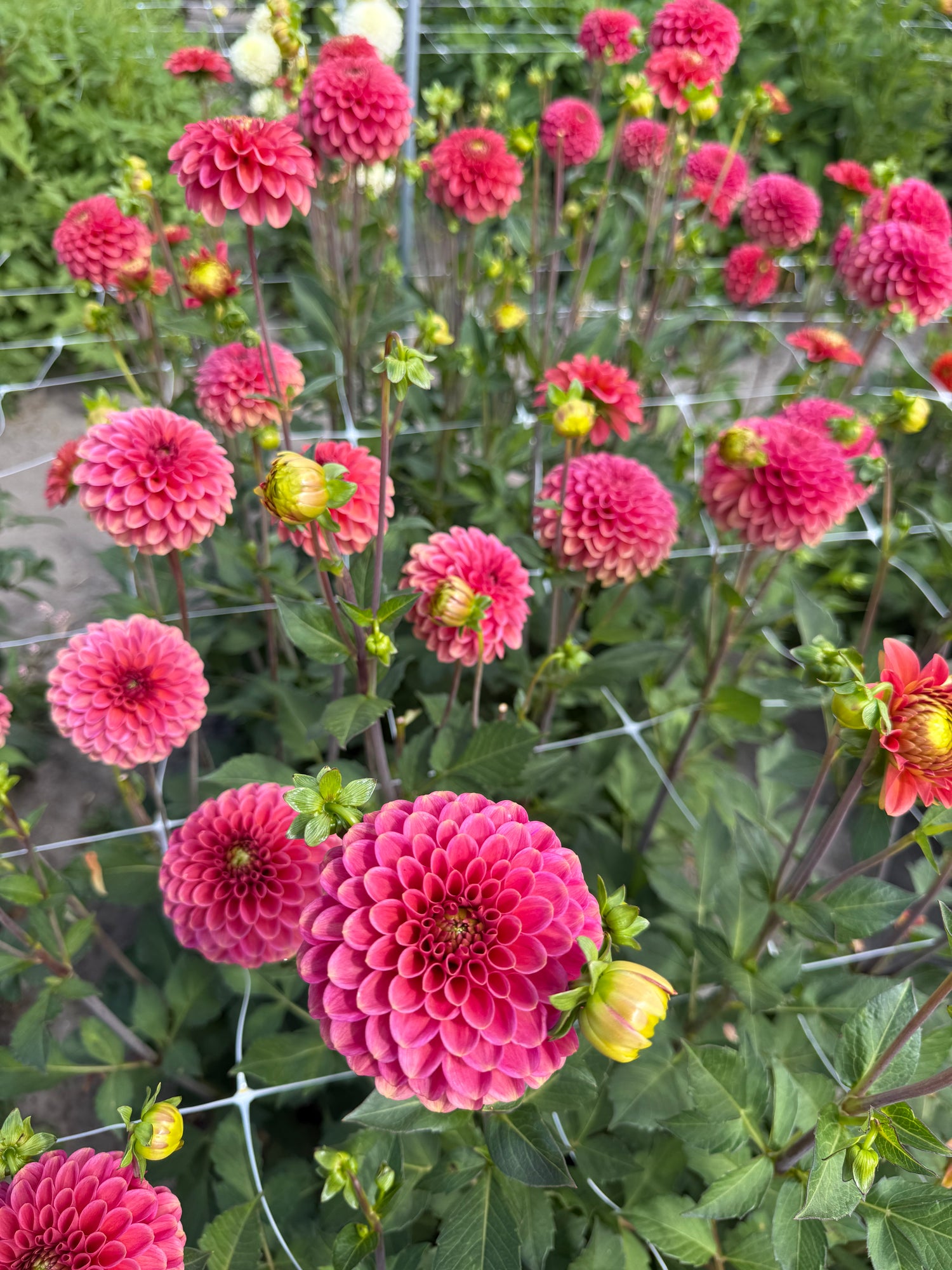 Dahlia Zundert Mystery Fox